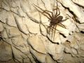 Tegenaria sp.